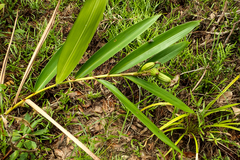 Alpinia oxymitra