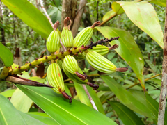 Alpinia oxymitra