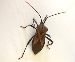 Ochrochira