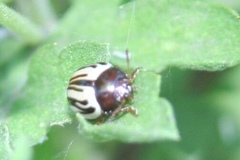 Zygogramma disrupta
