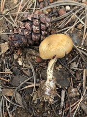 Psathyrella ellenae