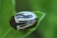 Zygogramma disrupta