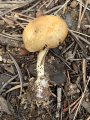 Psathyrella ellenae