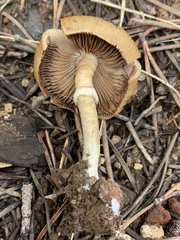 Psathyrella ellenae