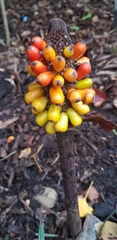 Amorphophallus bulbifer