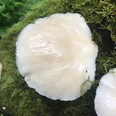 Agaricales