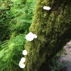 Agaricales