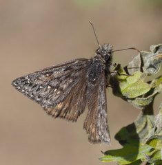 Erynnis telemachus