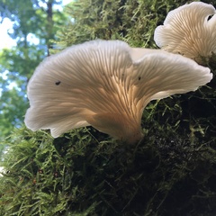 Agaricales