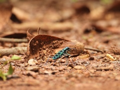 Cosmodela barmanica