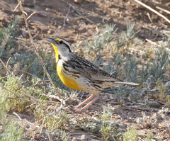 Sturnella magna lilianae