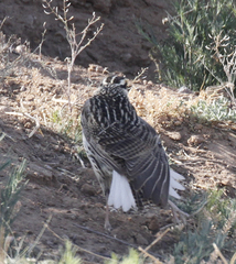 Sturnella magna lilianae