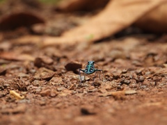 Cosmodela barmanica