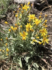 Crepis occidentalis pumila