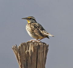 Sturnella magna lilianae