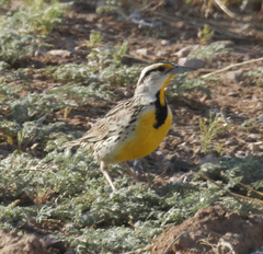 Sturnella magna lilianae