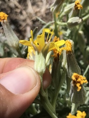 Crepis occidentalis pumila