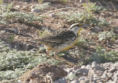 Sturnella magna lilianae