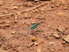 Cosmodela barmanica