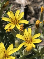 Crepis occidentalis pumila