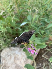 Erynnis funeralis
