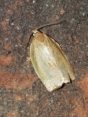 Clepsis clemensiana
