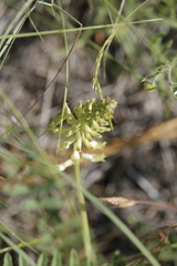 Astragalus collinus