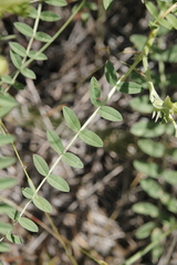 Astragalus collinus