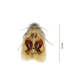 Arrhenophanes perspicilla