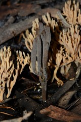 Clavulina tasmanica