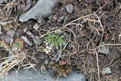 Draba lactea