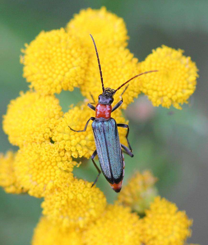 Anogcodes ruficollis