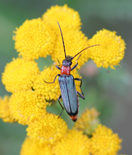 Anogcodes ruficollis