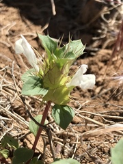 Acanthomintha obovata cordata