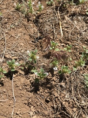 Acanthomintha obovata cordata