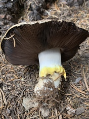 Agaricus moronii