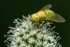 Chlorotabanus crepuscularis