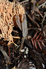 Clavulina tasmanica