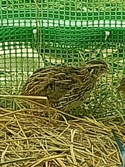 Coturnix japonica
