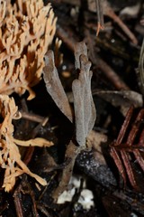 Clavulina tasmanica