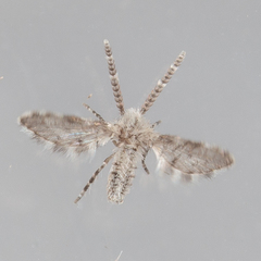 Paramormia corniculata