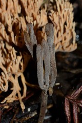 Clavulina tasmanica