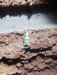 Aethes argentilimitana