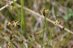 Carex microglochin