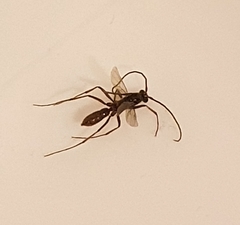 Formicidae