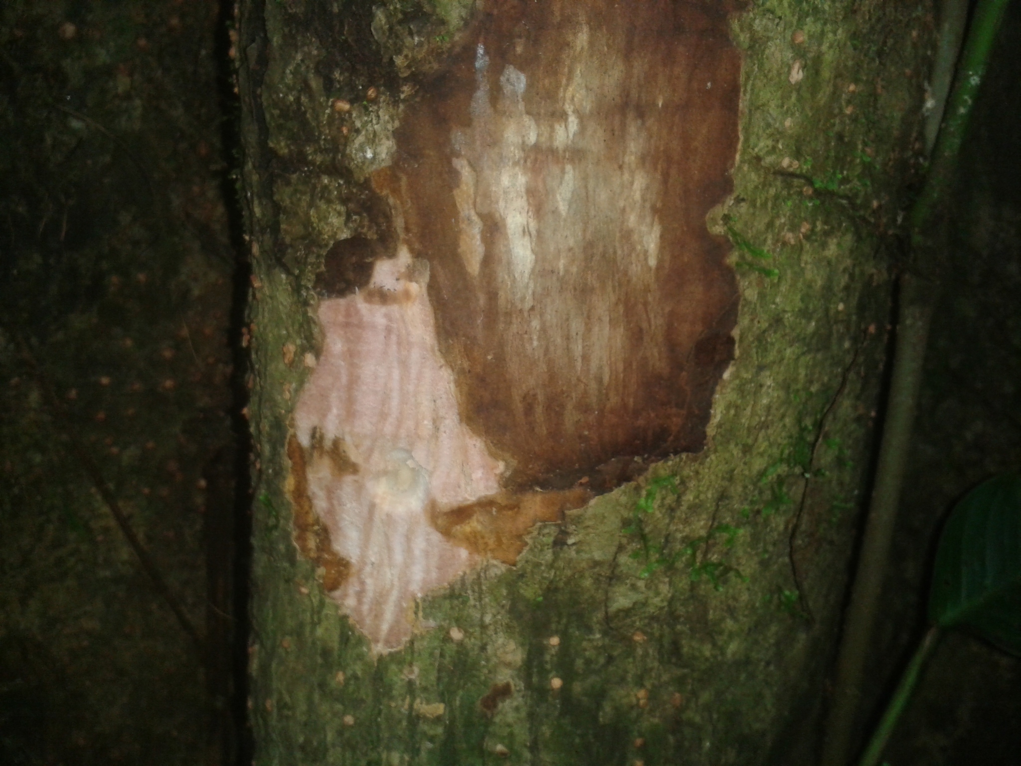 Pleodendron Costaricense (Pleodendron costaricense)