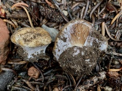 Cortinarius velatus