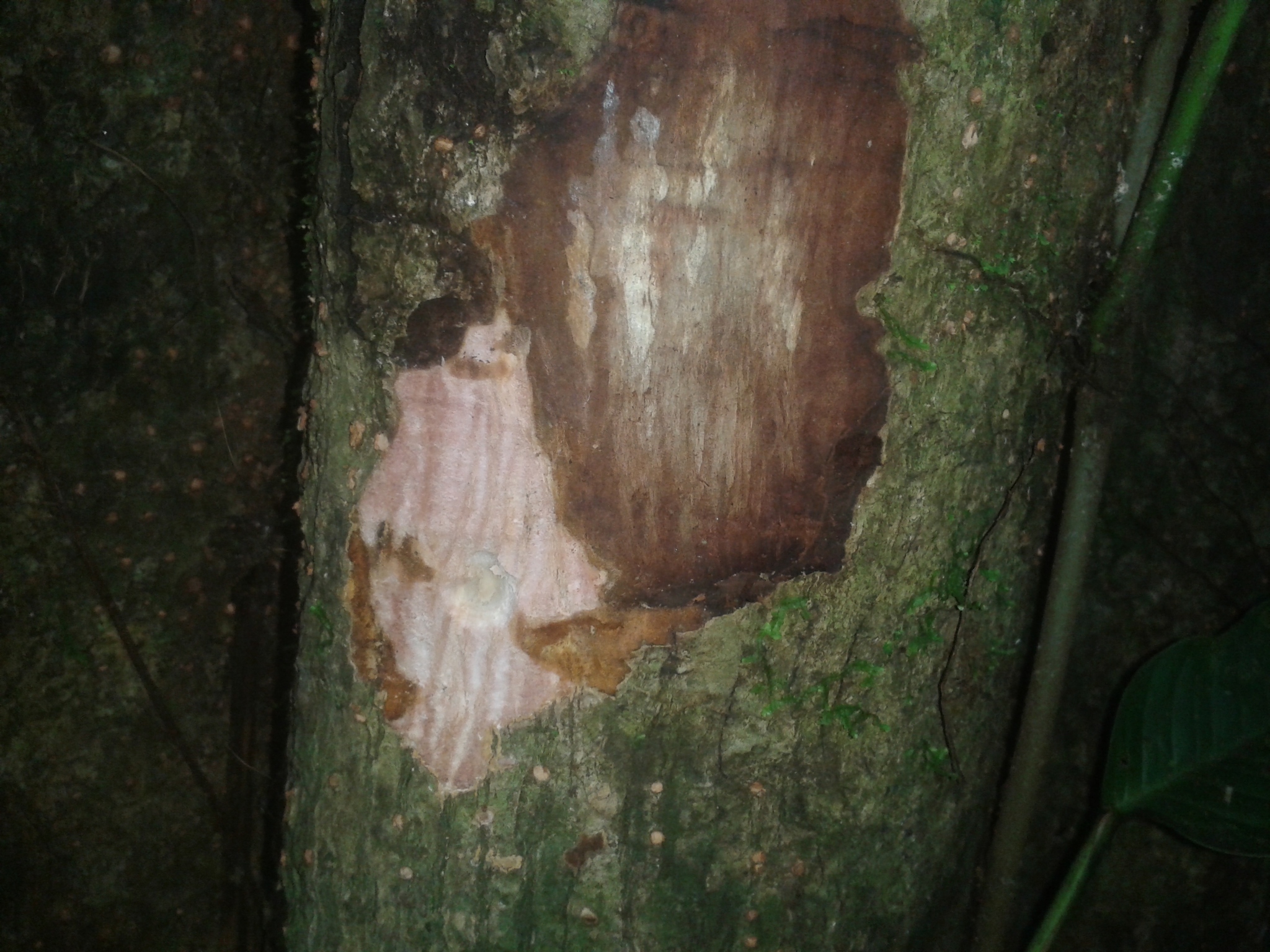 Imagem de Pleodendron costaricense