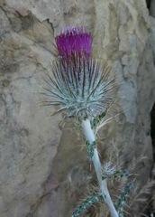 Cirsium occidentale