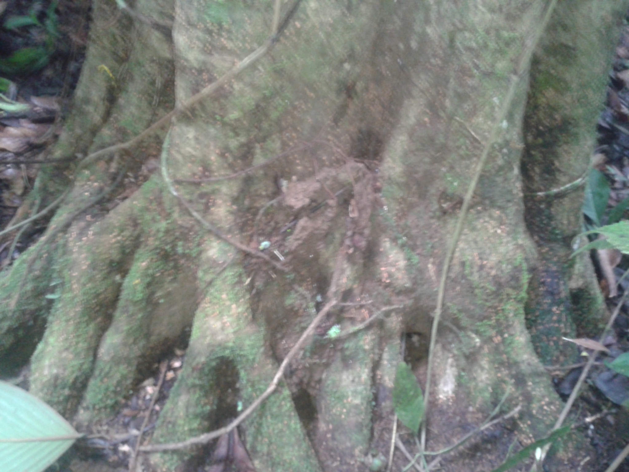 Imagem de Pleodendron costaricense